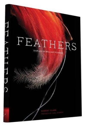 feathers ed chronicle