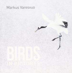 Birds In Pictures