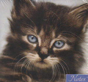 Memo Block Kitten Blue Eyes