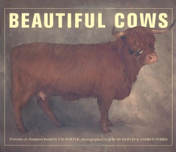 Beautiful Cows
