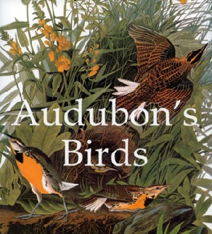 Audubon's birds
