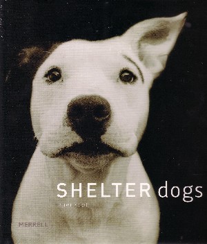 Shelter Dogs